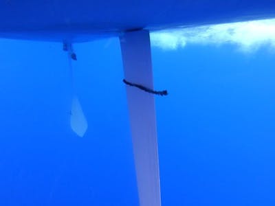 Kelp photo tsucx4uwbf