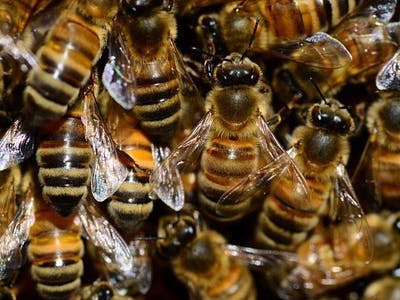 Bee Hive Health Monitor