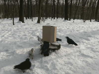 Feed the Birds Anywhere and Anytime with Alexa