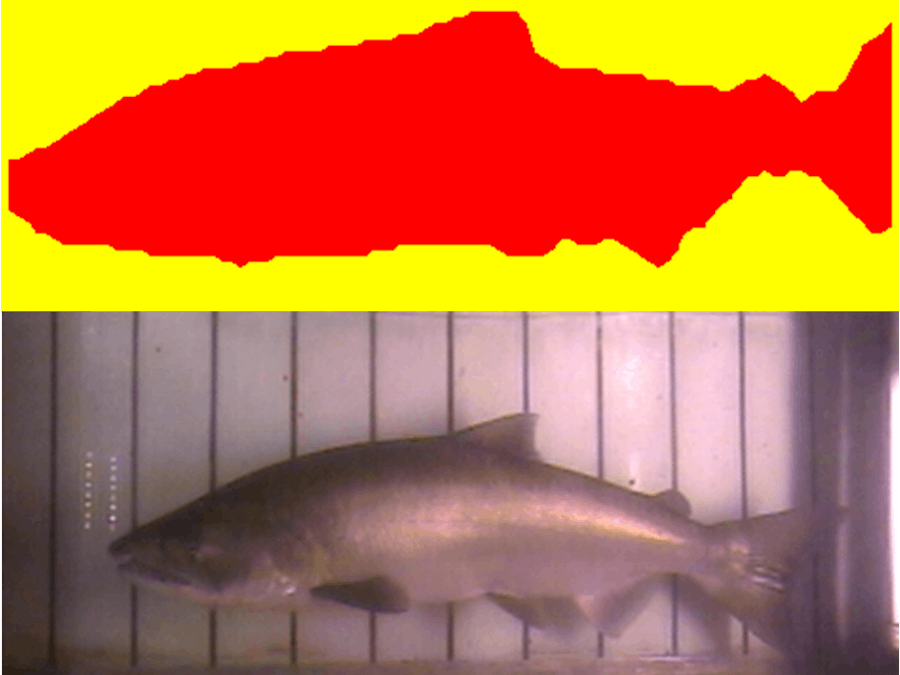 Commercial fisheries stock counter and Identification