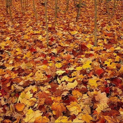 Shreemoyee Bhattacharyya