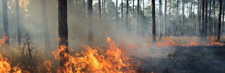 Wildfires in the early stage