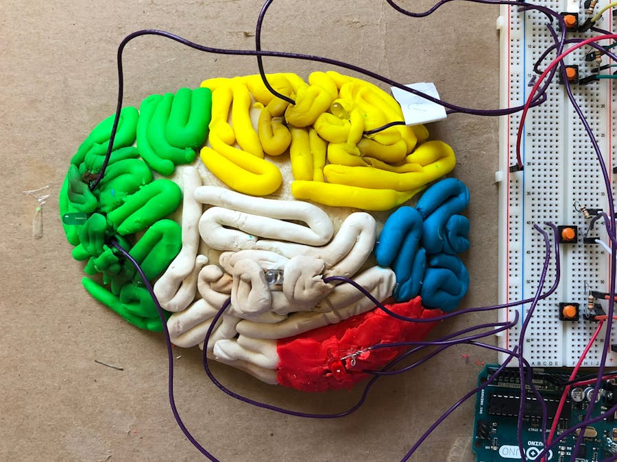 3D Light Up Brain Model