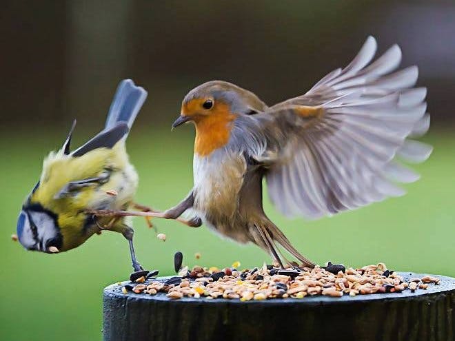 Kicking out annoying birds!