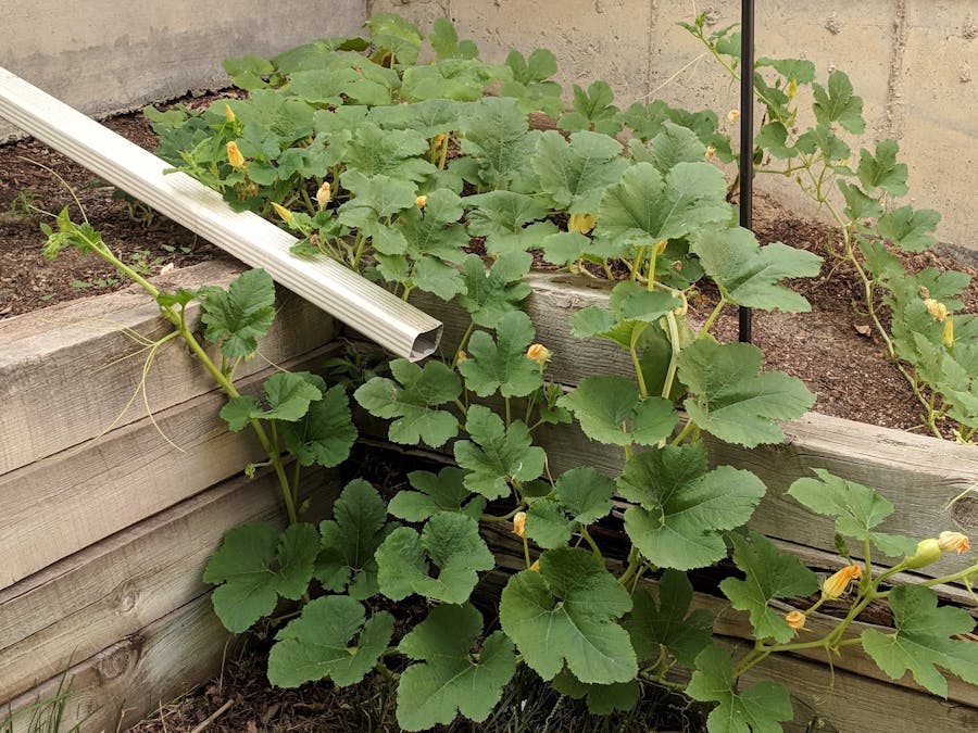 Weather Station Augmented Rachio Sprinkler System