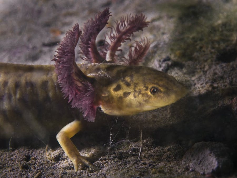 Monitoring System for Endemic Species in Mexico
