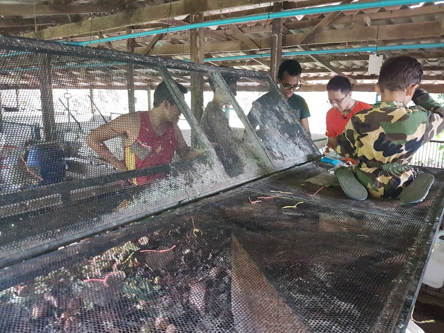 Environmental Sensing for Black Soldier Fly larvae