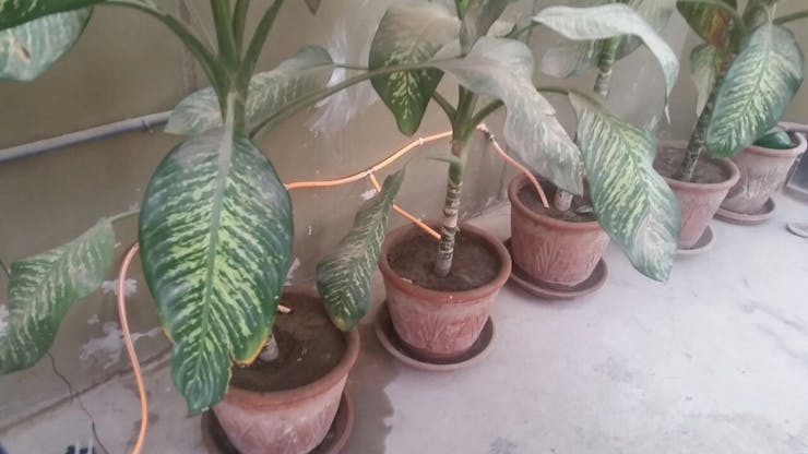 Pump to watering