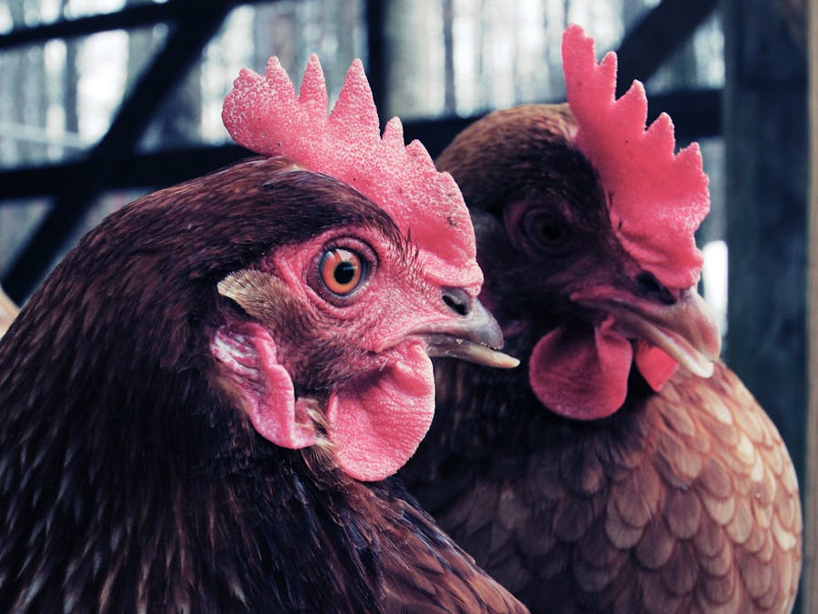 Which came first, the chicken or the egg?