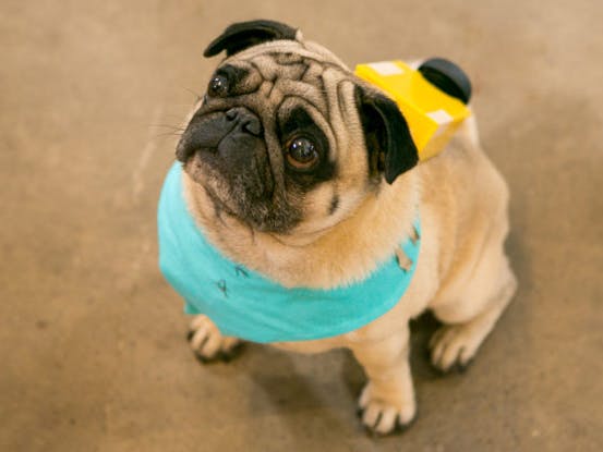 Unleashing #PugProse with the Pi Cap