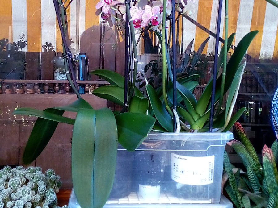 Sonoff Ebb and Flow for Orchids and Hydroponics