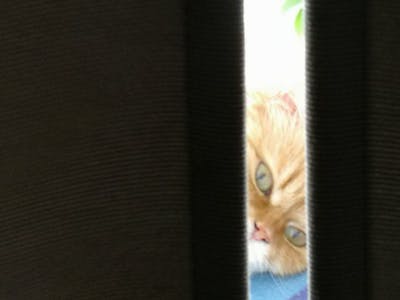 Pet Bowl Monitor