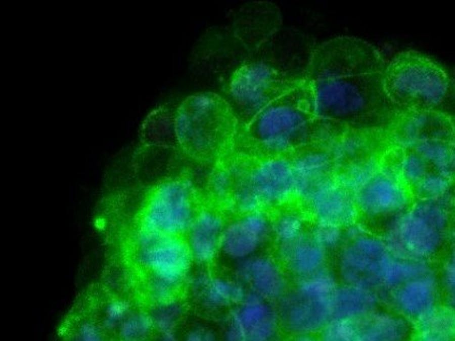 A Device to Study an In Vitro Embryonic Model