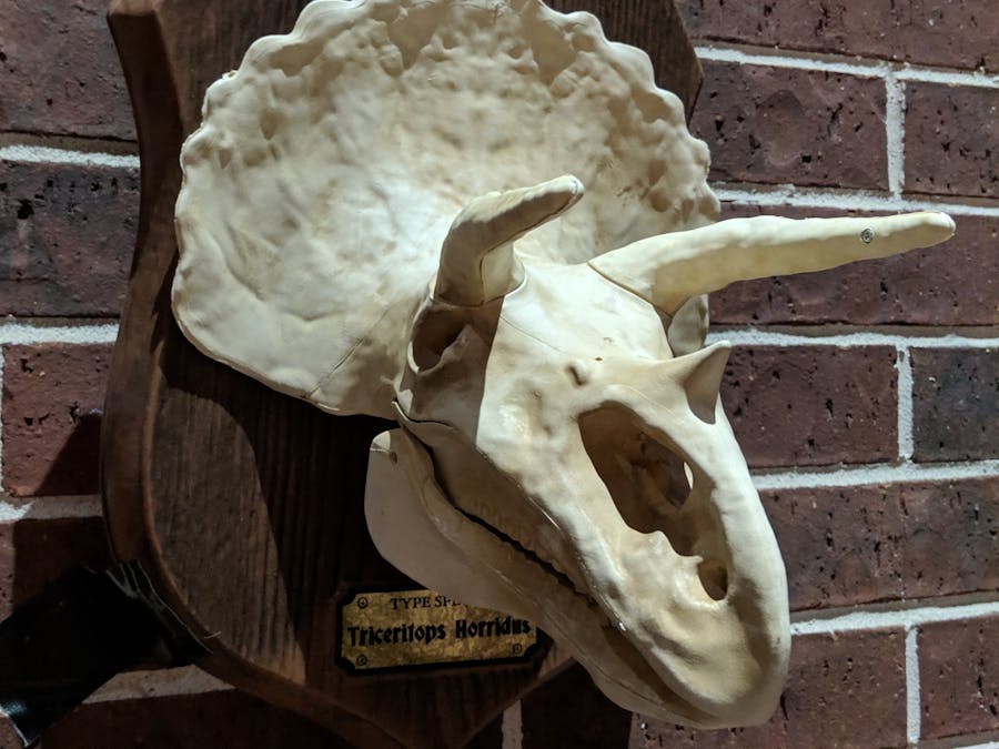 Halloween Greeting Talking Triceratops Skull