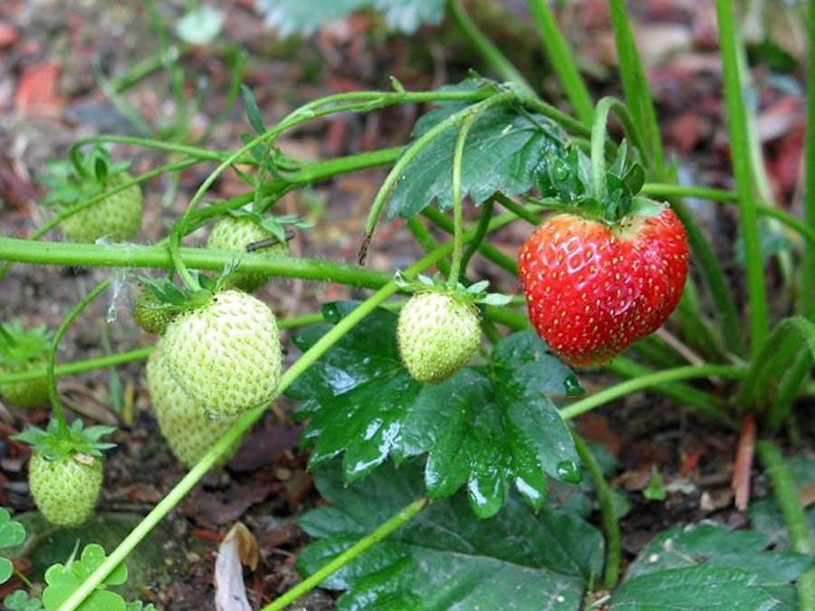 Ripe Fruit Identification