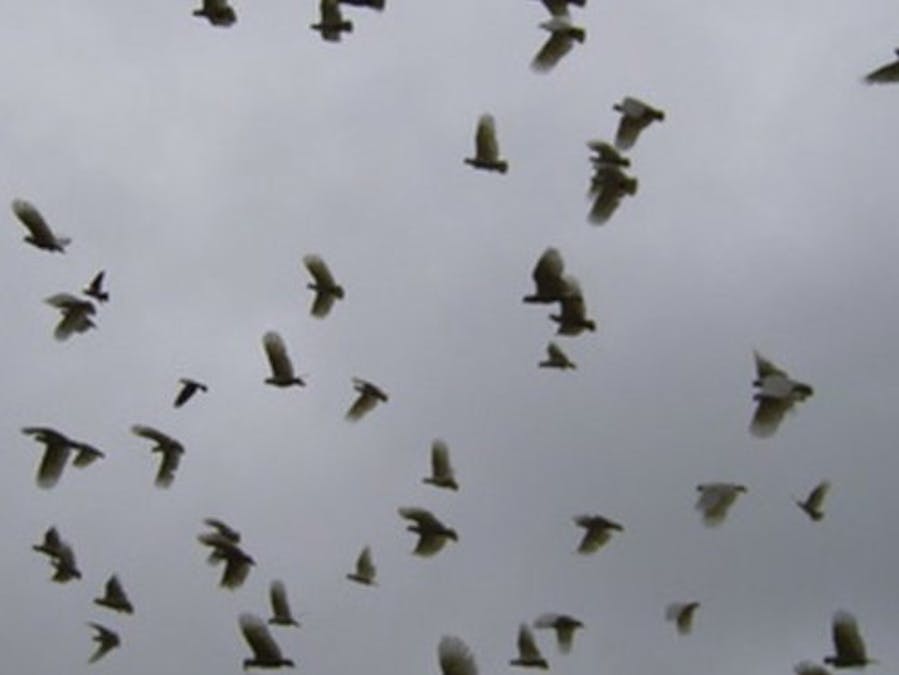 Bird Flock Early Warning System