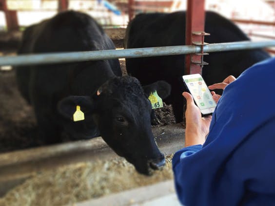 Making Cows "Smart" with IoT - Soracom