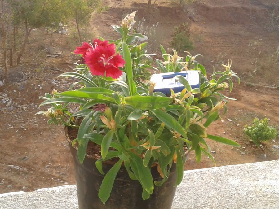 In-door plant protector