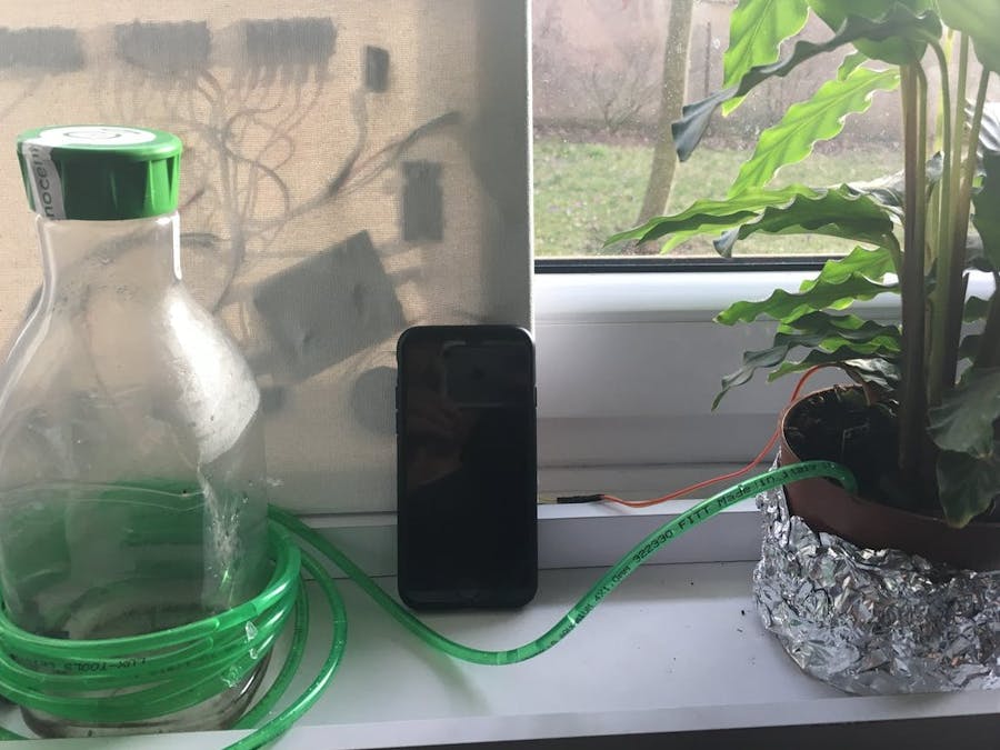 The Living Plant
