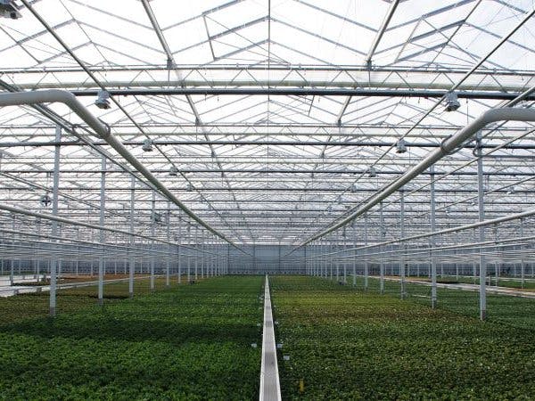 STING: Greenhouse Light Management System