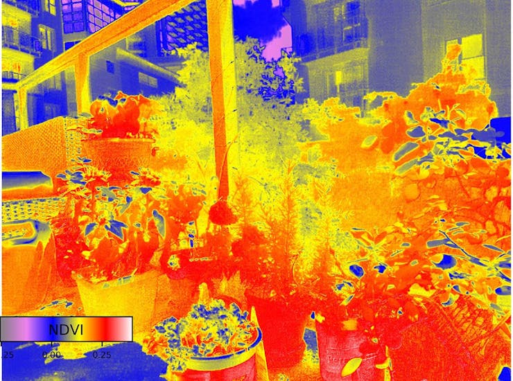 NDVI Pic