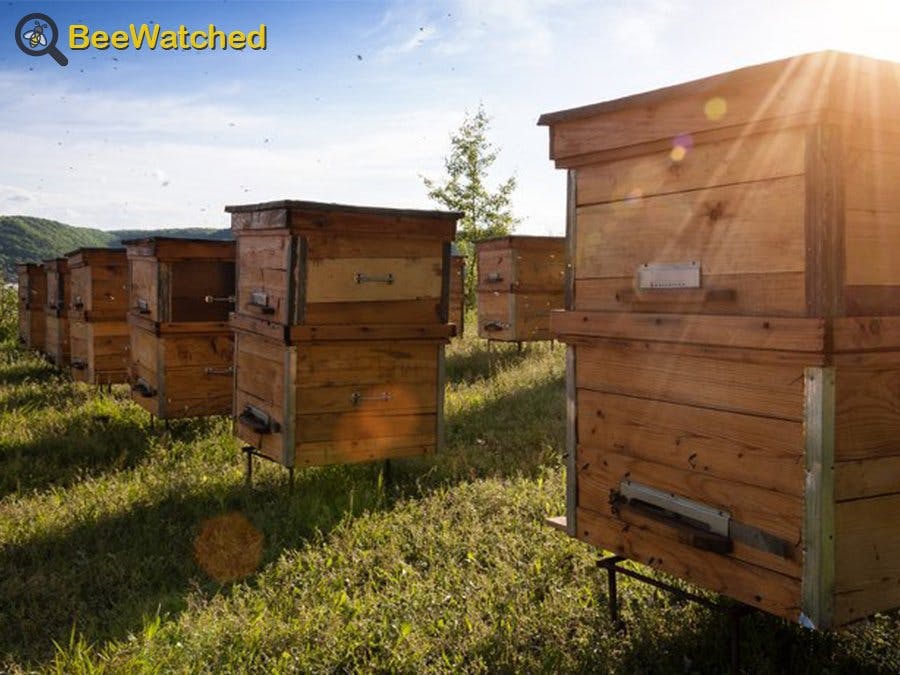 BeeWatched, the Connected Beehive Monitoring Box