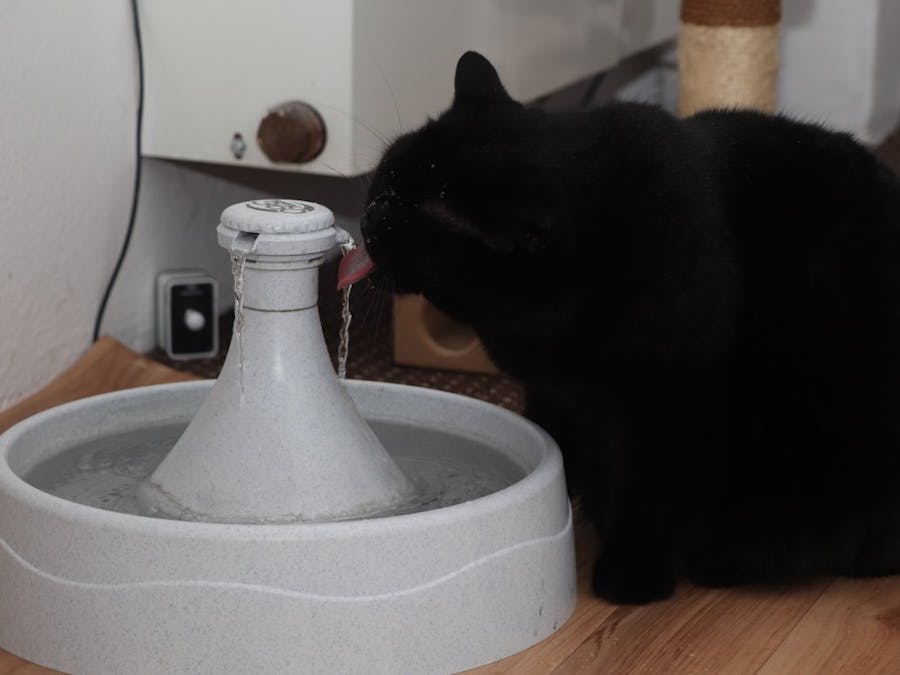 Motion Controlled Water Fountain for a Cat
