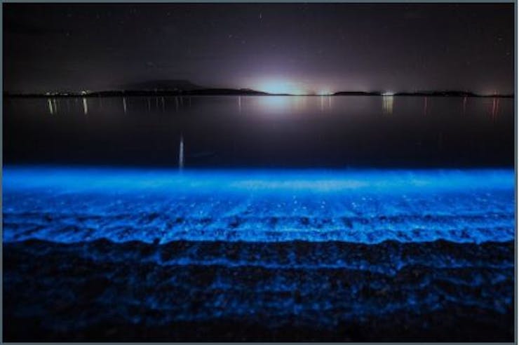 Bioluminescent plankton - Ocean Dimensions