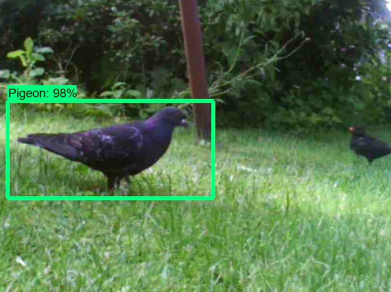 Pigeon Detection System - Hackster.io