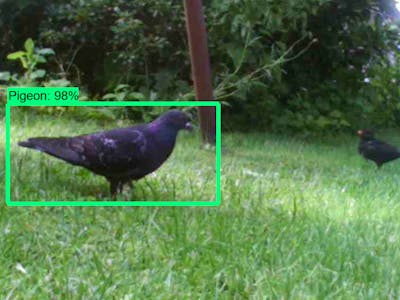Pigeon Detection System