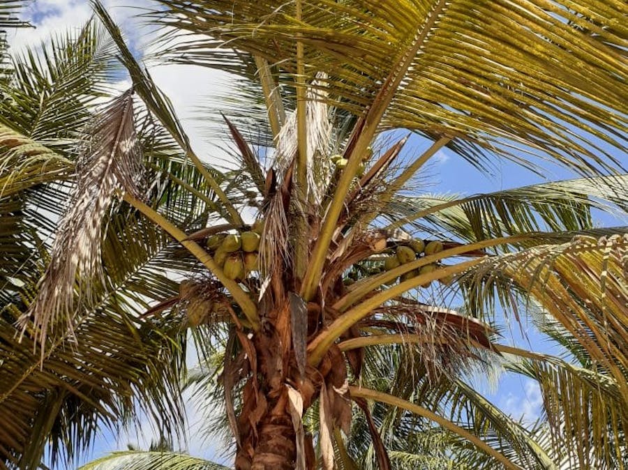 A Joint UK-Kenya Phytoplasma Research Initiative