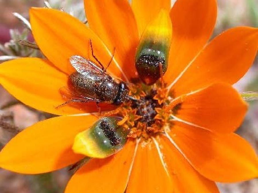 Variable-Time Camera for Monitoring Plant Pollination Events