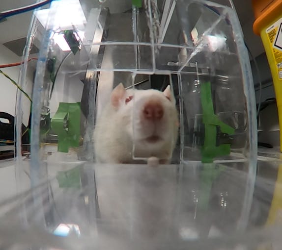 Figure 8. Pictures of rat (Lewis strain) placed in the chamber. Rat explores the chamber (left), and eventually becomes interested in the pellet holder outside the window (right). Images taken with GoPro Hero7 camera, which will be used for imaging in final chamber design. 