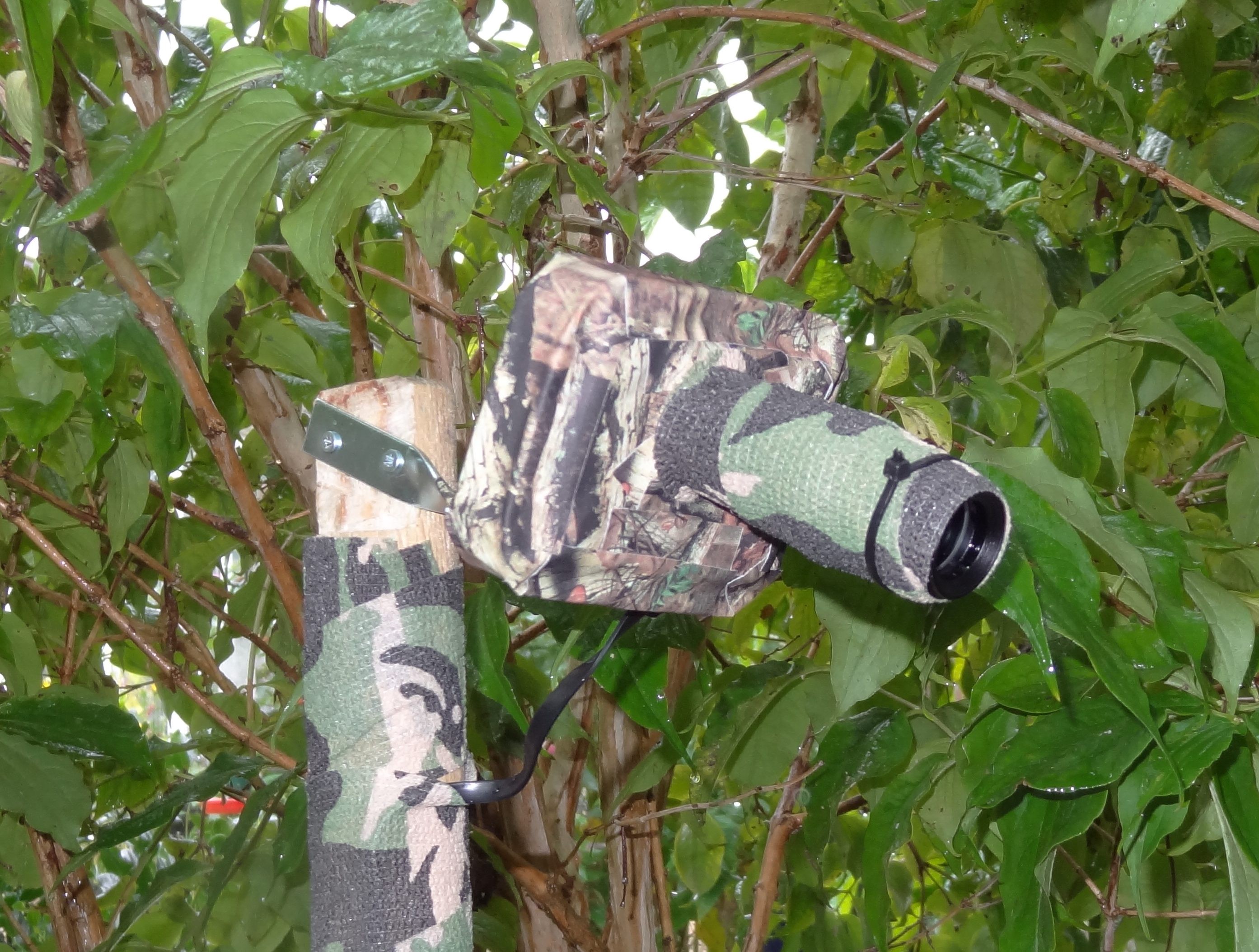 raspberry pi nature camera
