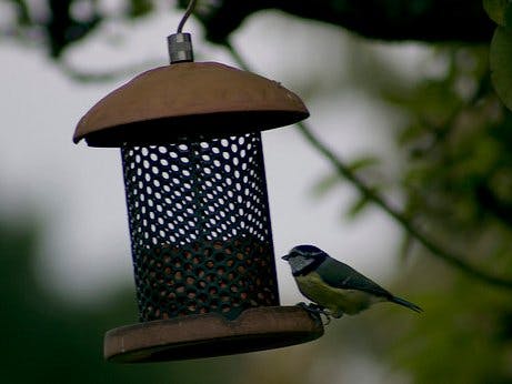 Bird watcher