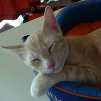 อนุชา อนันต์เบญจพล