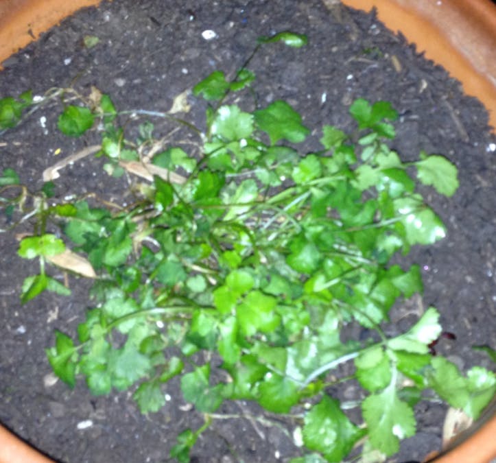 Temperature Controls Heat Lamp