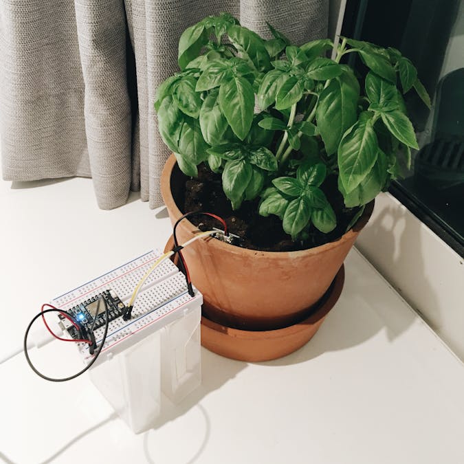 Water my Basil plant