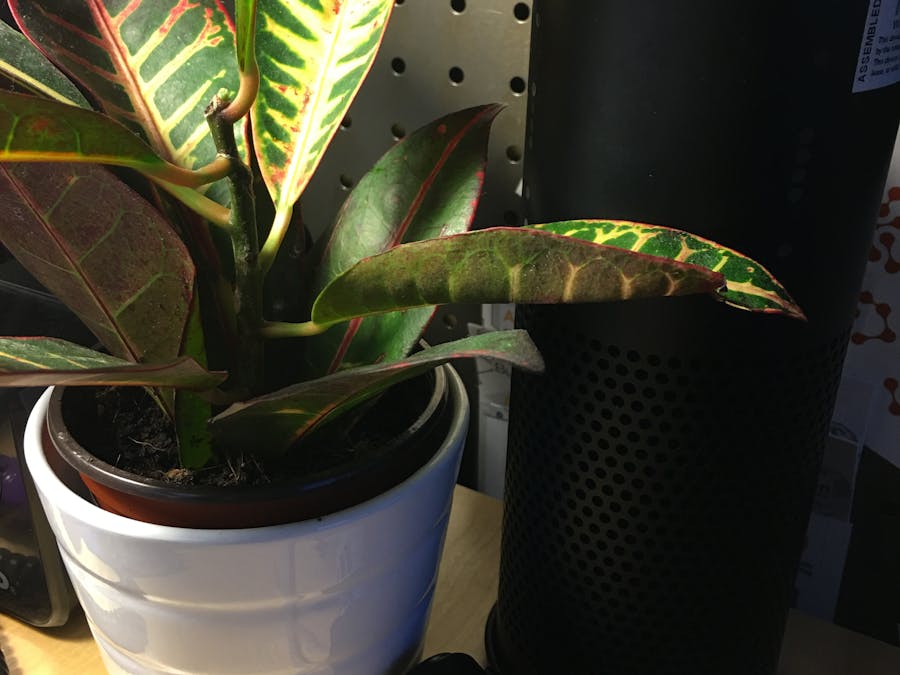 Voice-Enabled Garden