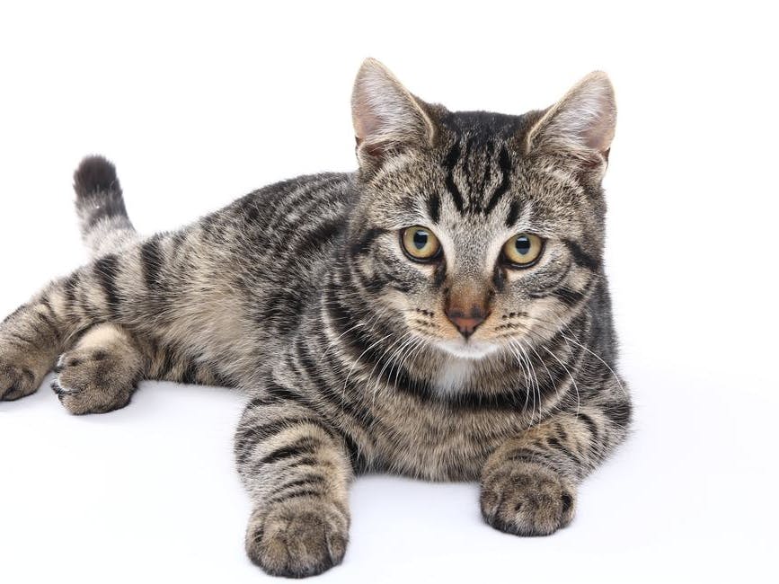 Design 01: Watches in the Wild