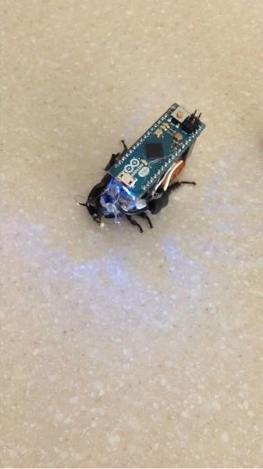 Control a Cockroach with Arduino for under $30