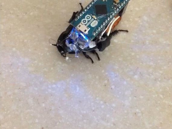 Control a Cockroach with Arduino for under $30