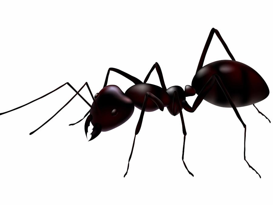 Alexa skill: Antfacts