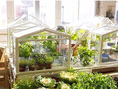 Classroom Greenhouse with Blynk
