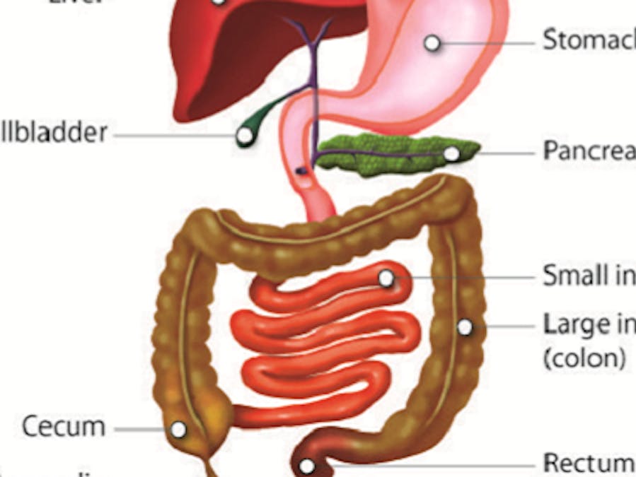 Digestive System Quiz