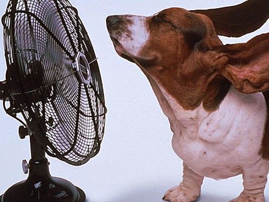 Let your Pet get Fresh Air