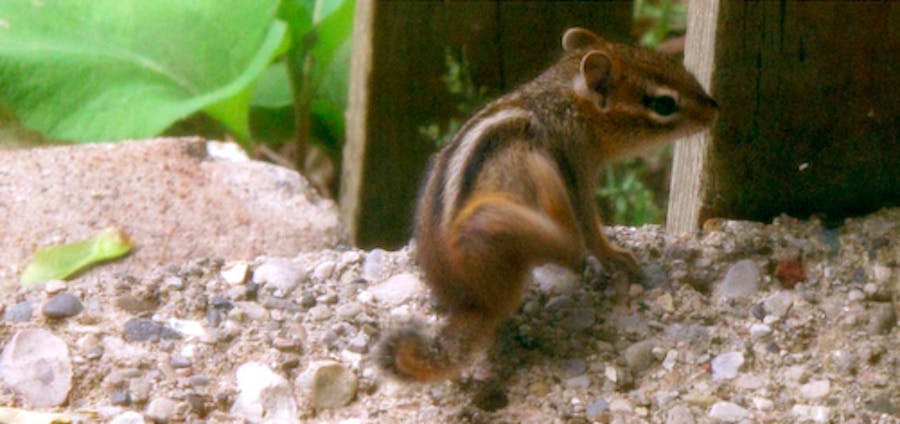 Chipmunk Detector