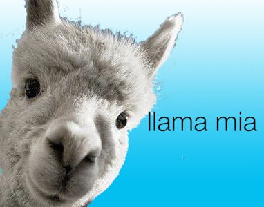 Llama Mia