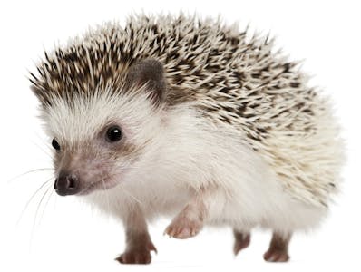 Hedgehog Lover