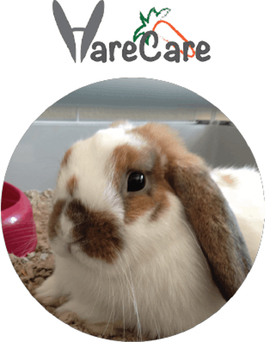 HareCare
